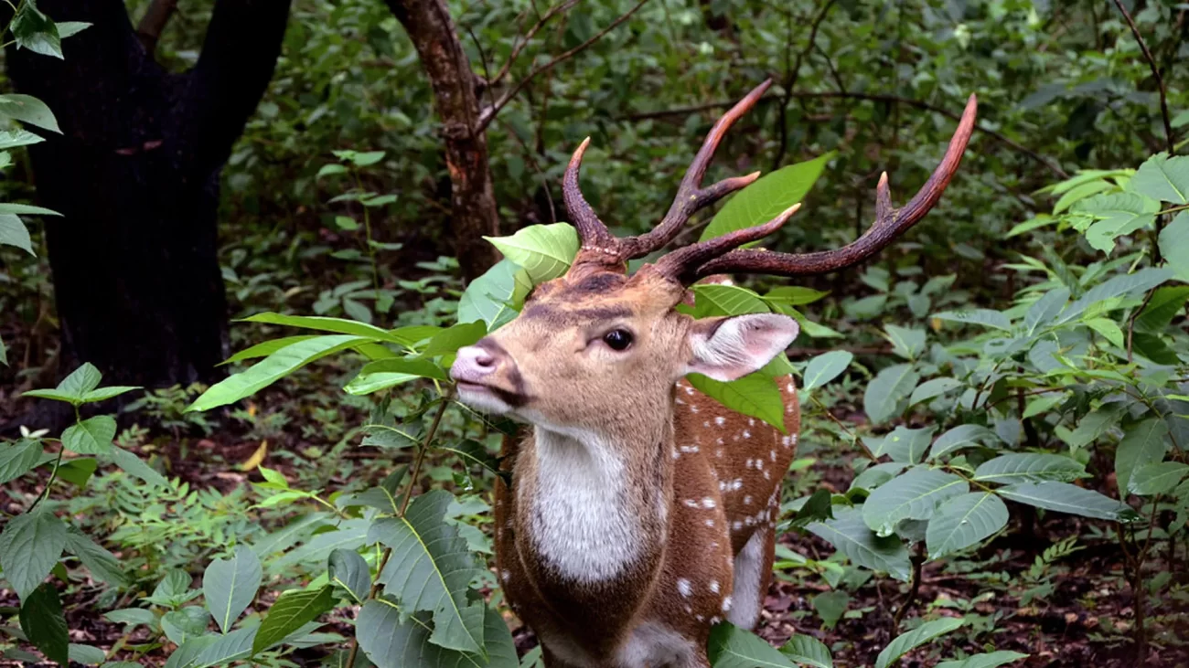 Banpukuria Deer Park