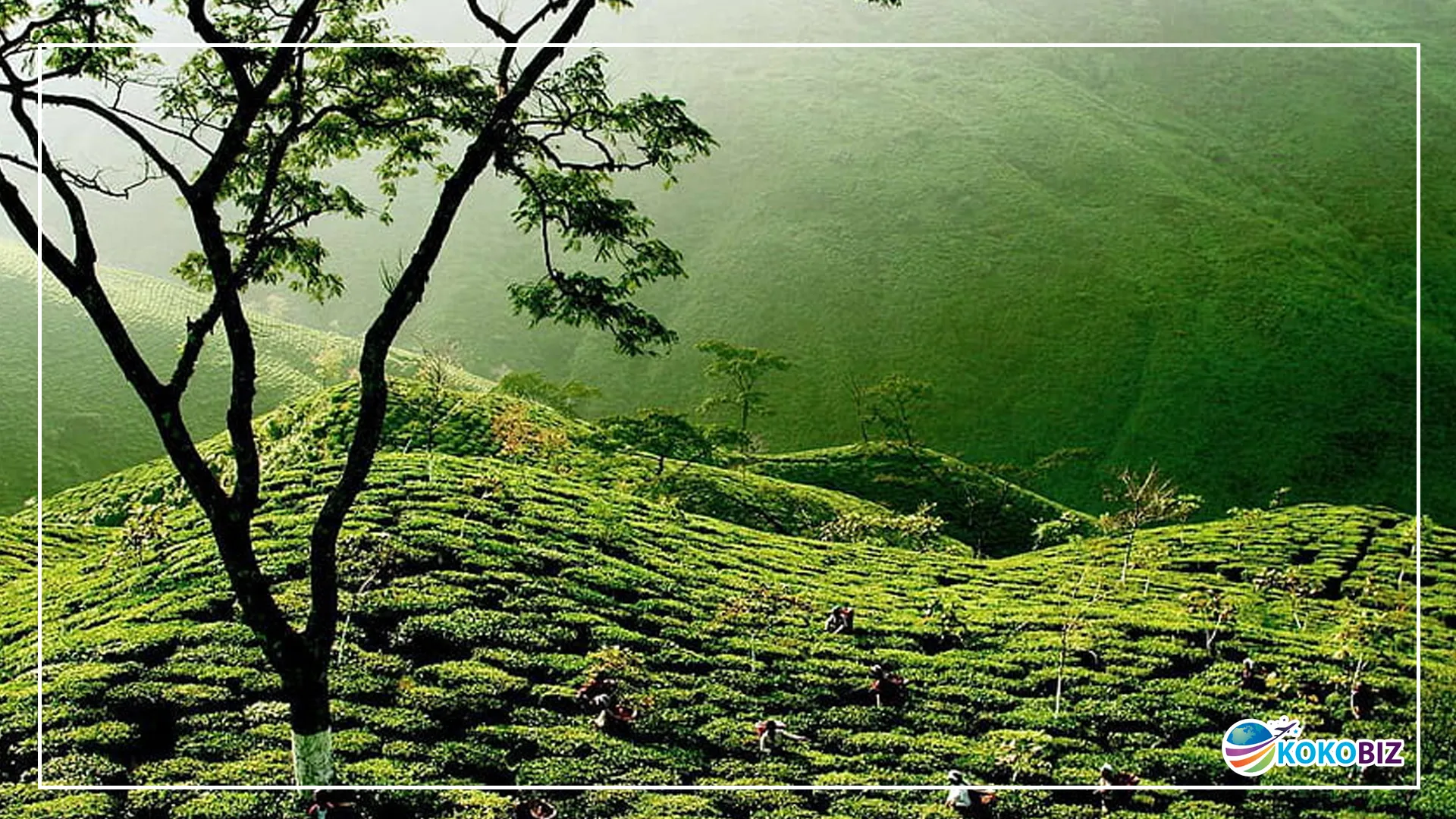 Tukvar Tea Estate