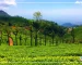 ooty rooms contact number | ooty cottage contact number