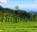 ooty rooms contact number | ooty cottage contact number